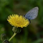 Bläuling auf Blüte