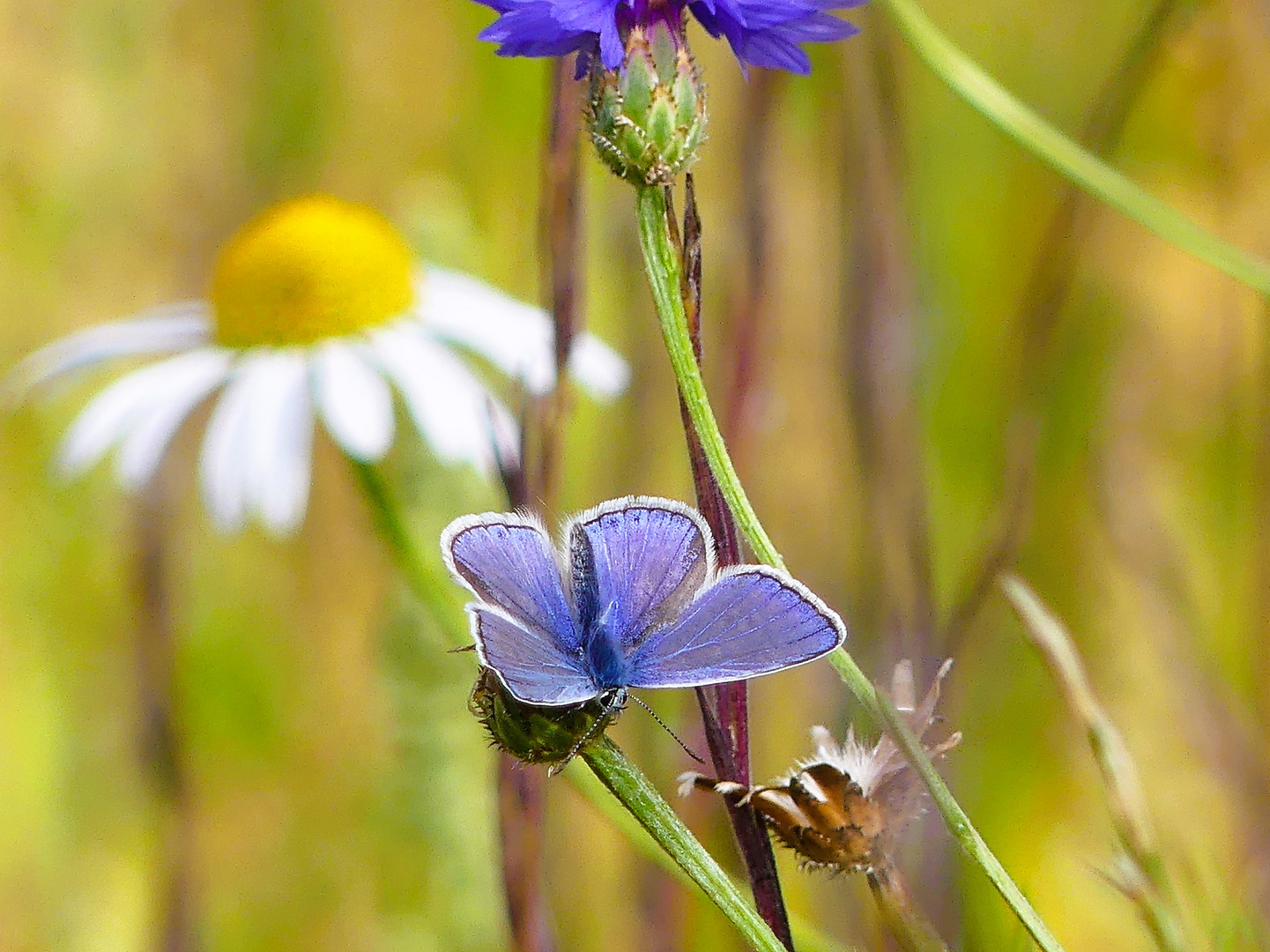 Bläuling auf der sommerlichen Blütenwiese