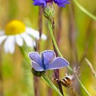 Bläuling auf der sommerlichen Blütenwiese