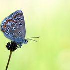 Bläuling auf der Wiese , abgeschattet