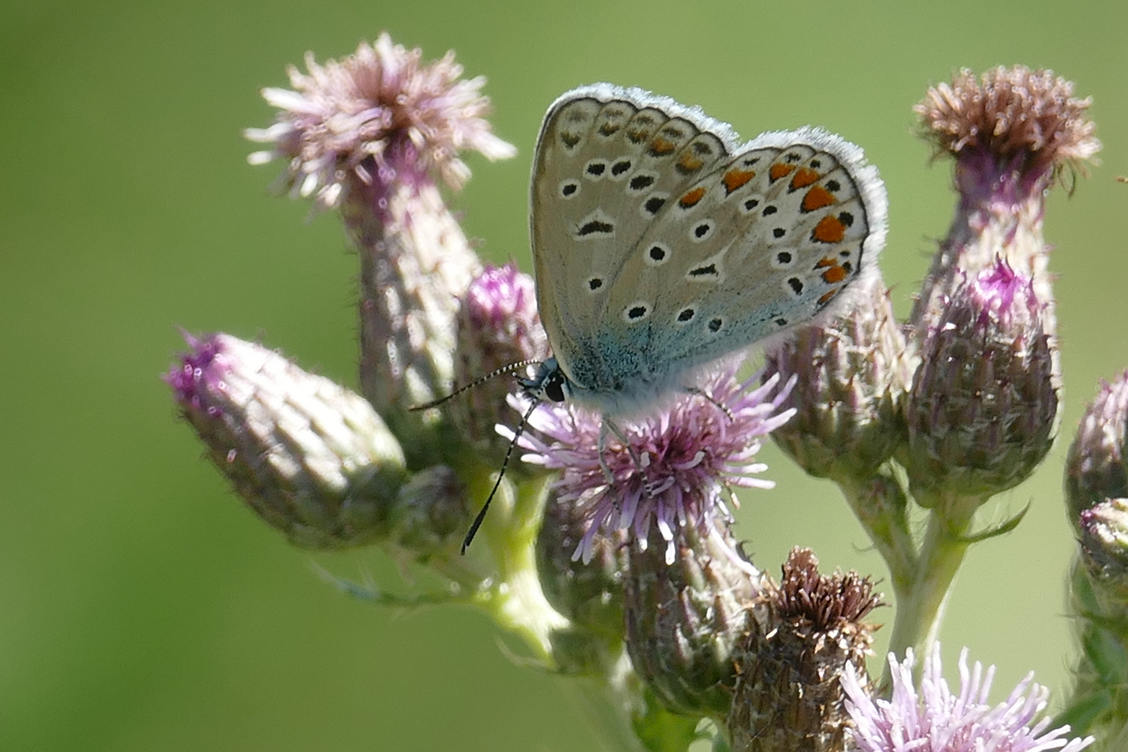 Bläuling auf Distel