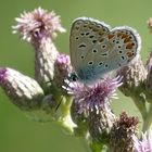 Bläuling auf Distel