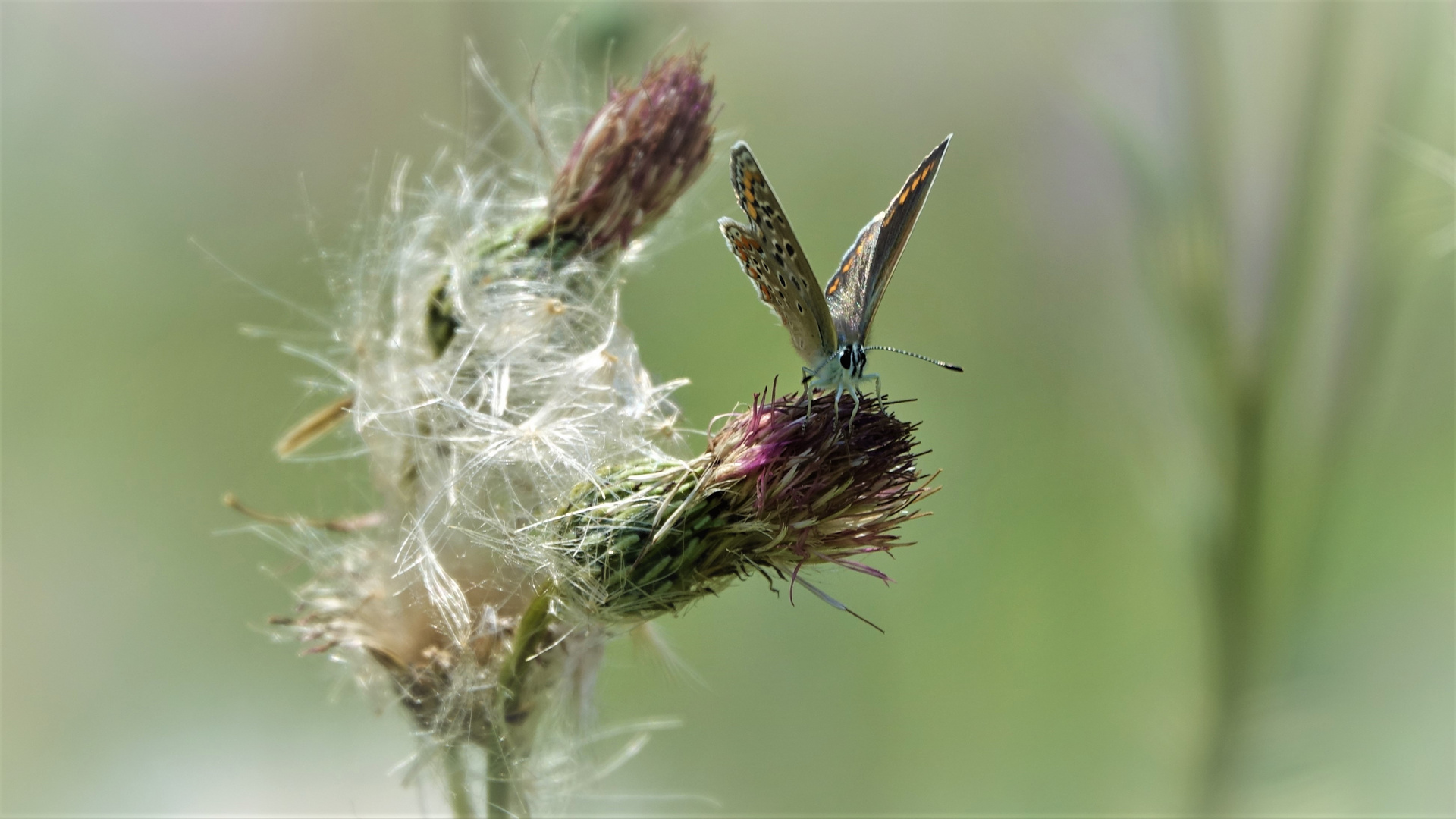 Bläuling auf Distel