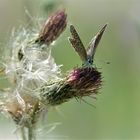 Bläuling auf Distel