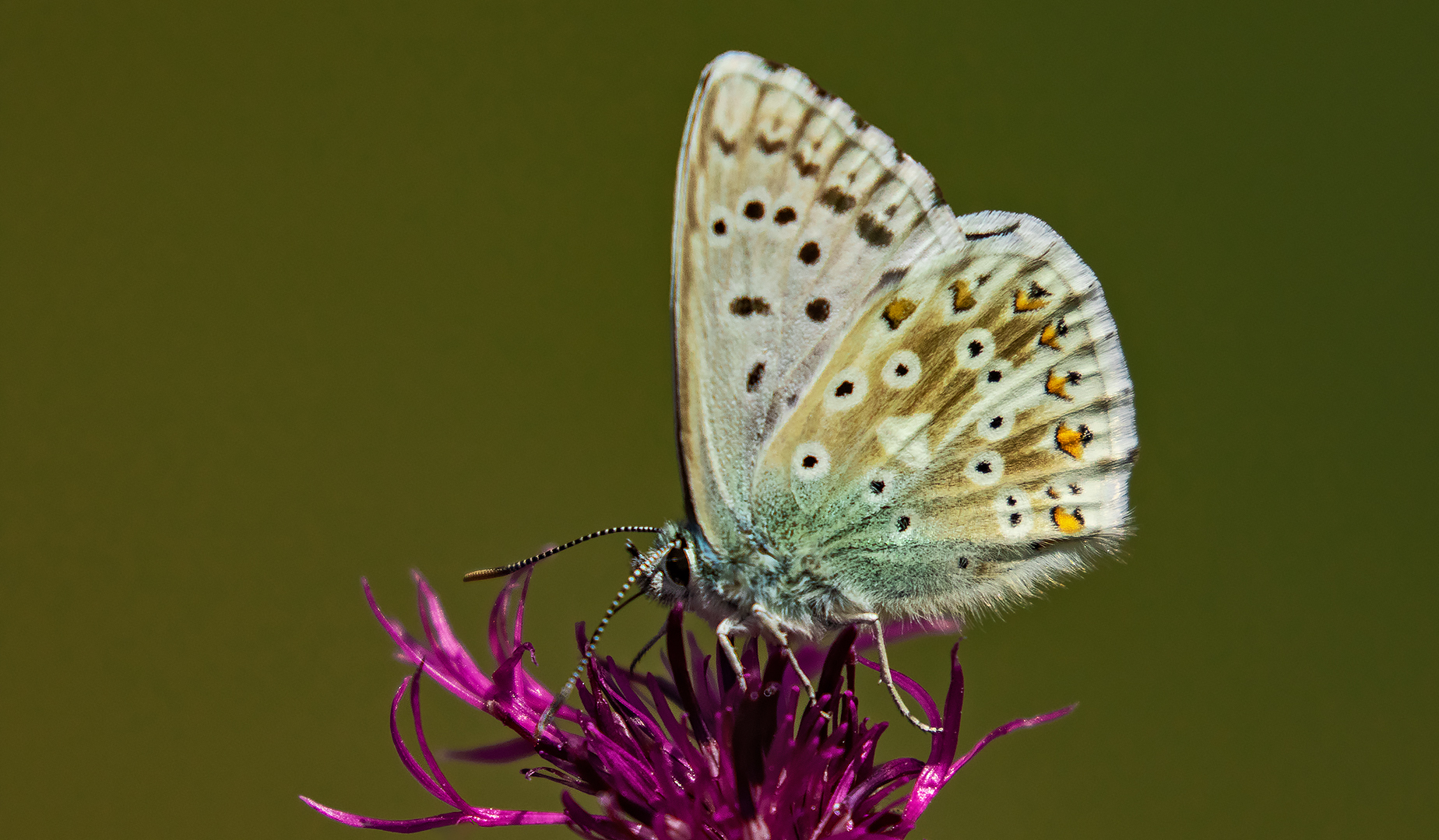 Bläuling auf Distelblüte 001