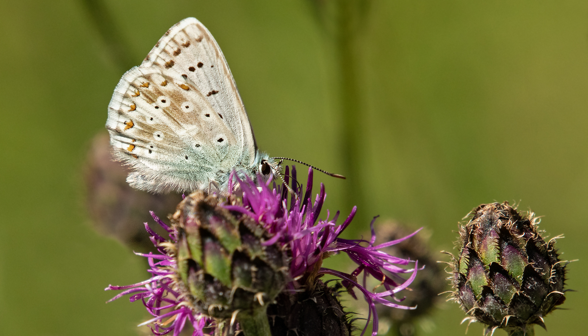 Bläuling auf Distelblüte 001 