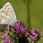 Bläuling auf Distelblüte 001 