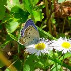 Bläuling auf einem Gänseblümchen