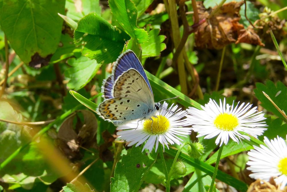 Bläuling auf einem Gänseblümchen