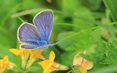 Bläuling auf einer Blumenwiese in Südtirol