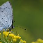 Bläuling auf einer Fenchelblüte