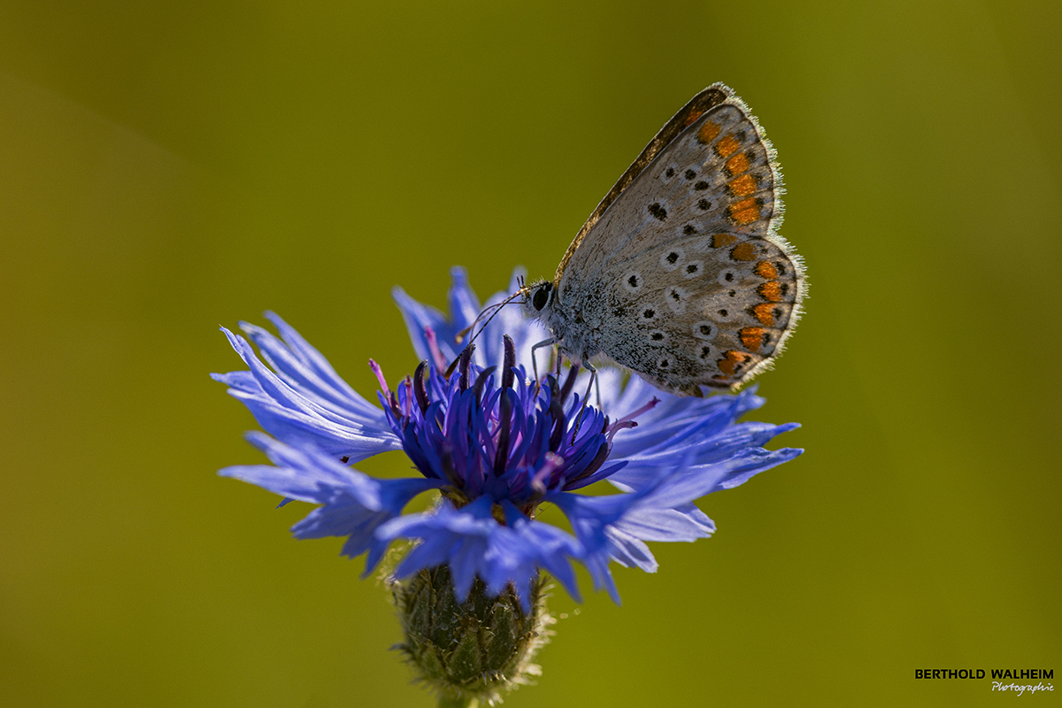 Bläuling auf einer Kornblume