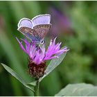 Bläuling auf Flockenblume