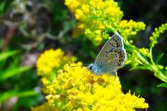 Bläuling auf gelber Blüte