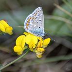  Bläuling auf Hornkleeblüten