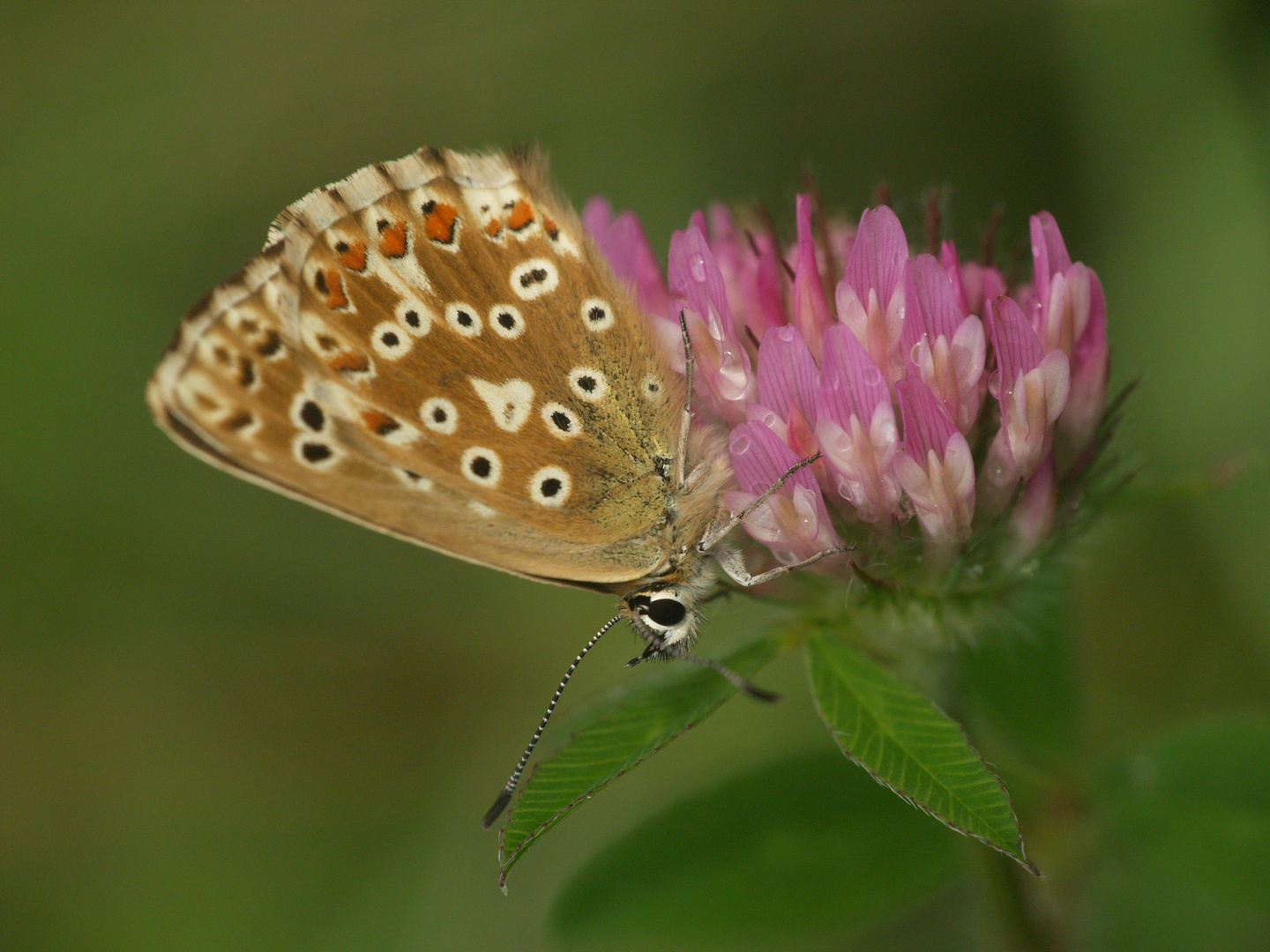 Bläuling auf Kleeblüte