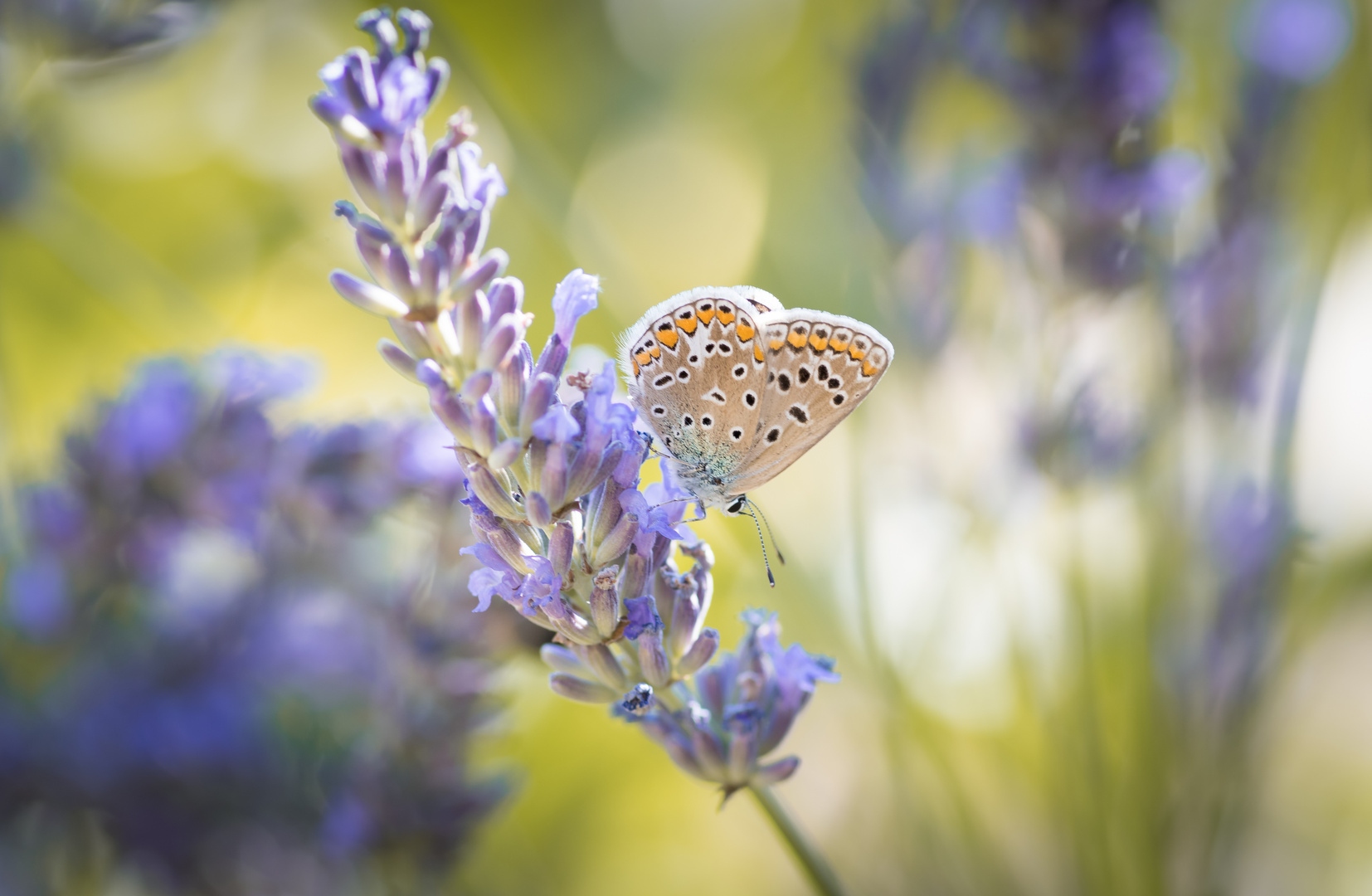 Bläuling auf Lavendel 