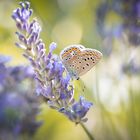 Bläuling auf Lavendel 