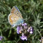 Bläuling auf Lavendel