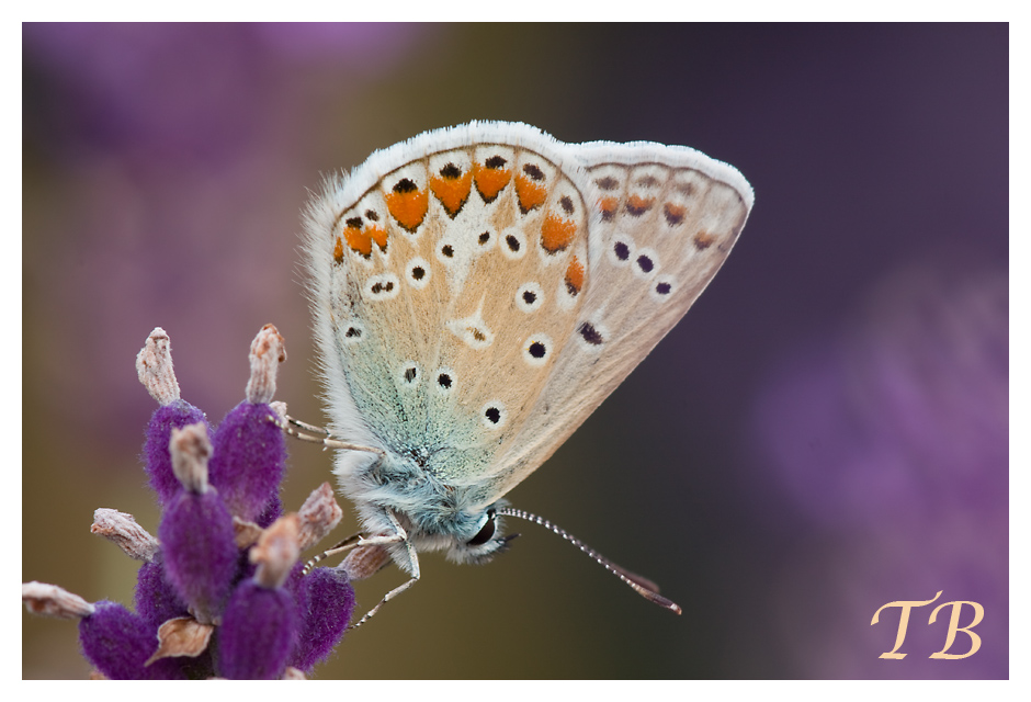 Bläuling auf Lavendel