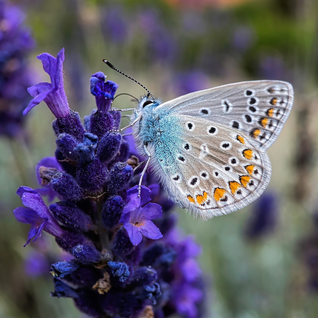 Bläuling auf Lavendelblüte