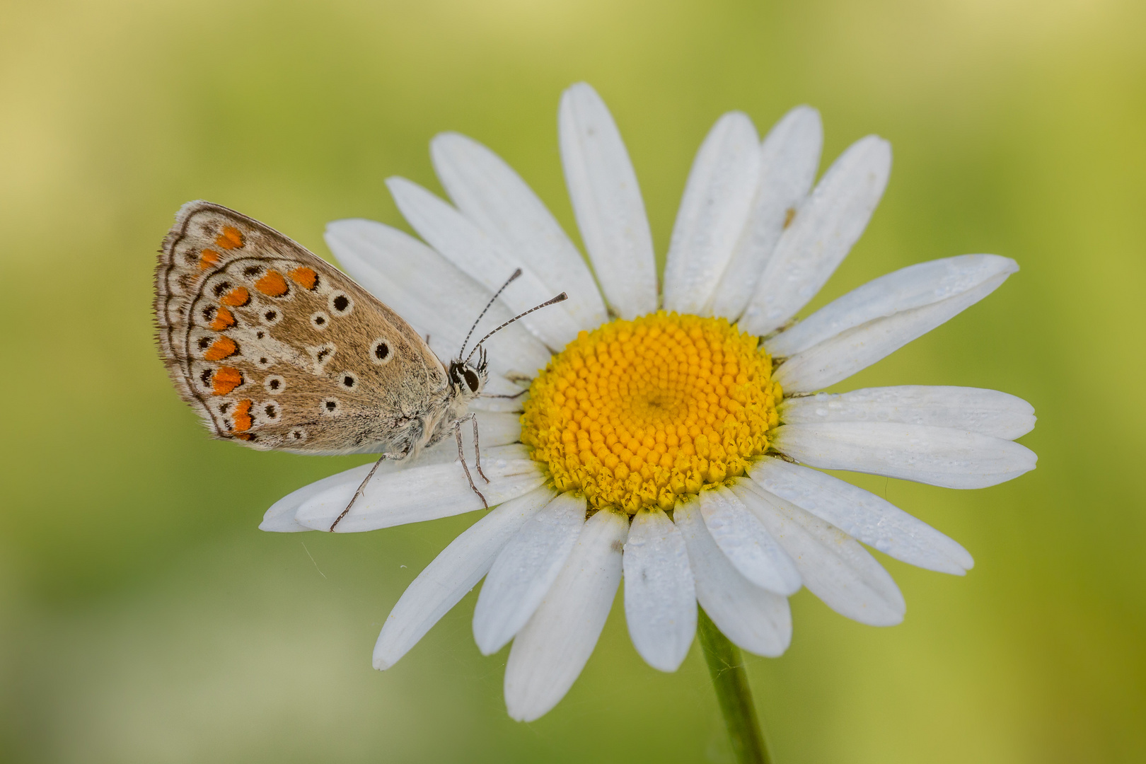 Bläuling auf Margarite