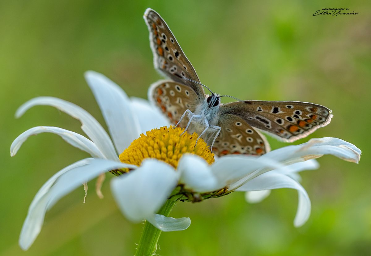 bläuling auf margerite