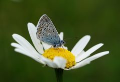 Bläuling auf Margeritte