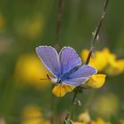 Bläuling auf Mittwochsblümchen....