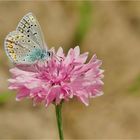 Bläuling auf rosa Kornblume