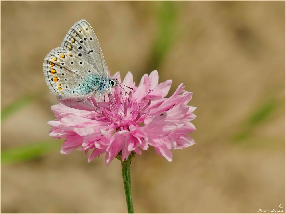 Bläuling auf rosa Kornblume