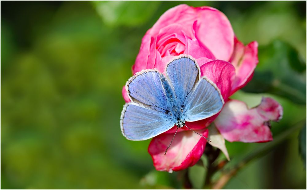 Bläuling auf Rose