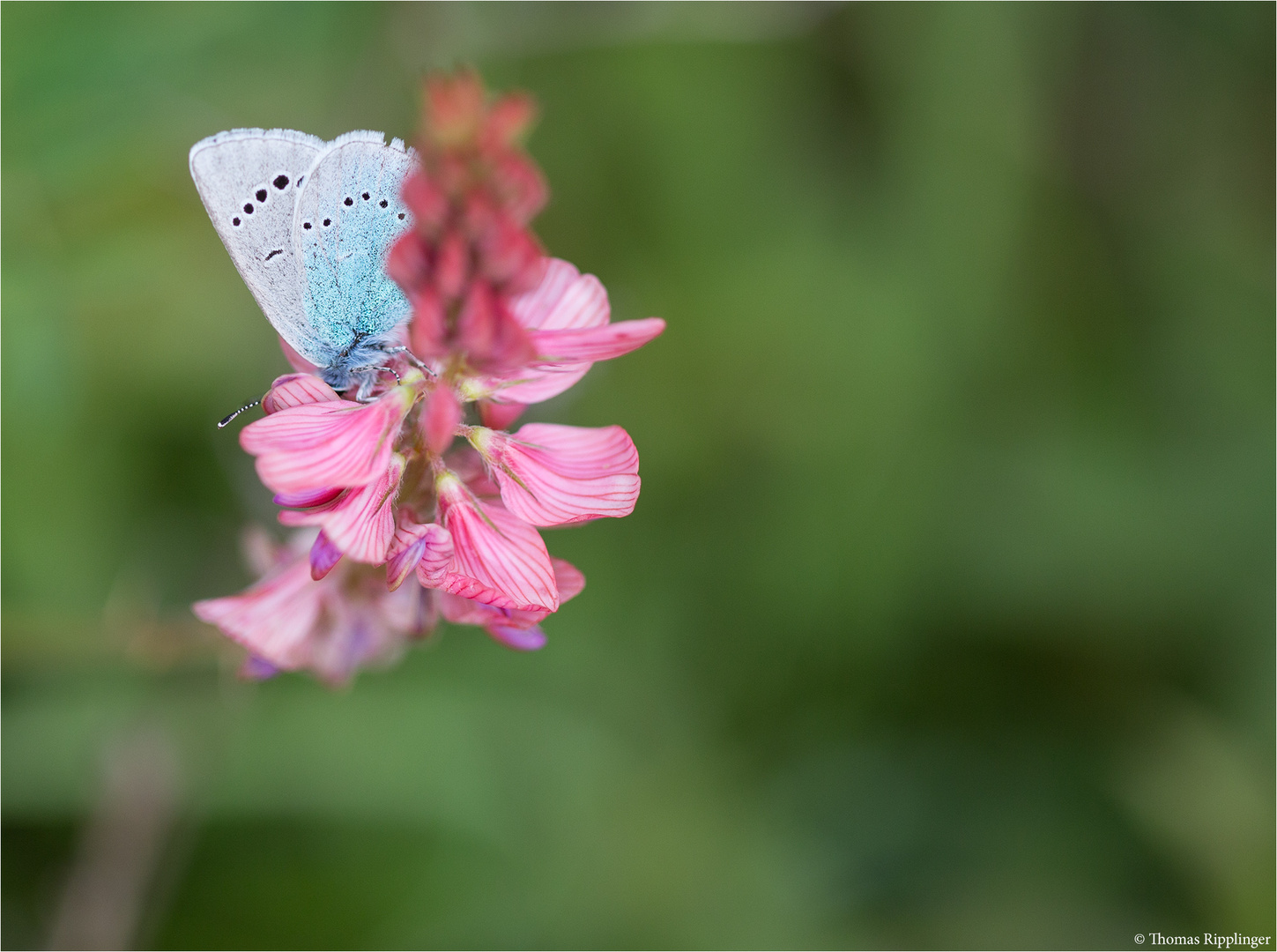 Bläuling auf Sand-Esparsette (Onobrychis arenaria)