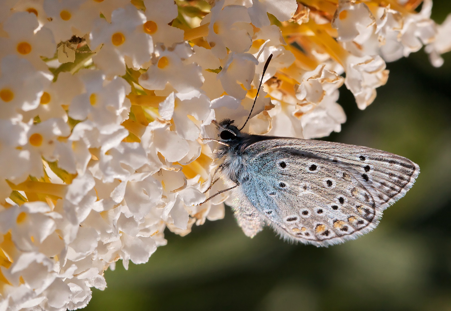 Bläuling auf Sommerflieder