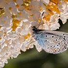 Bläuling auf Sommerflieder