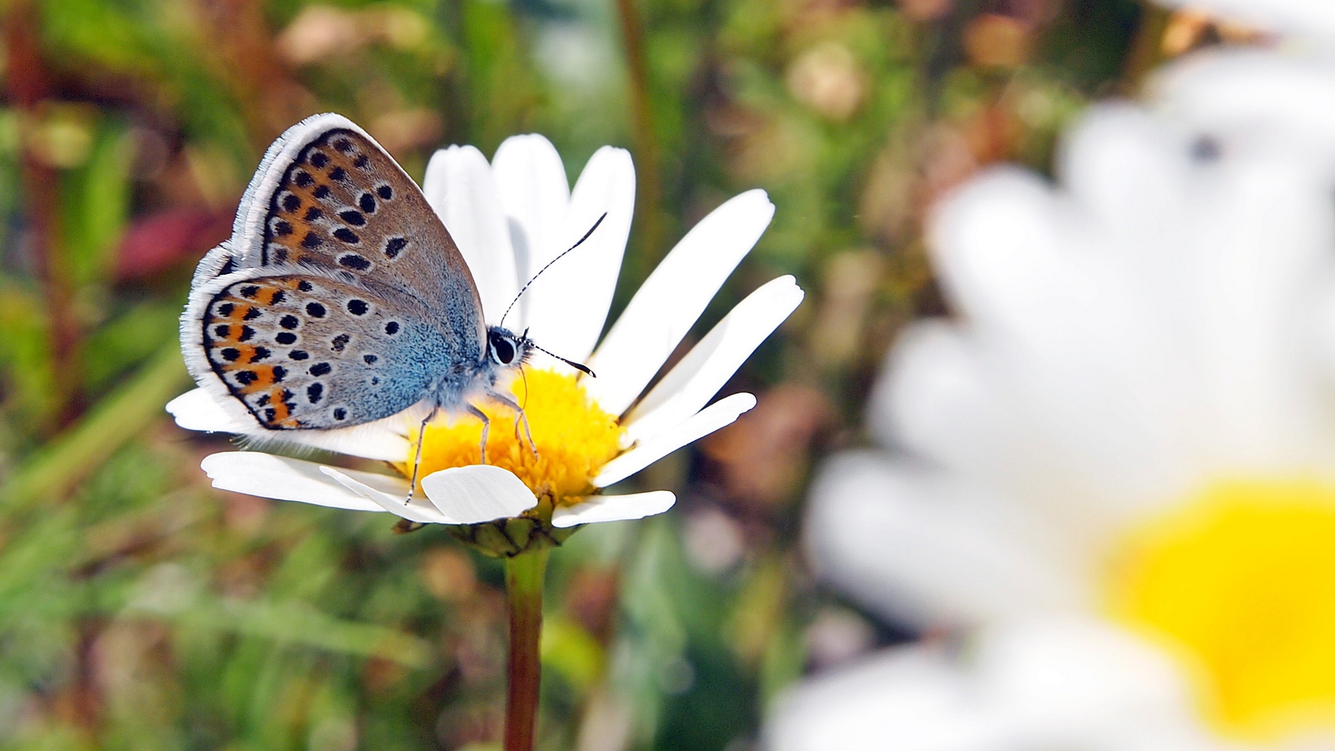 Bläuling auf sommerlicher Almwiese