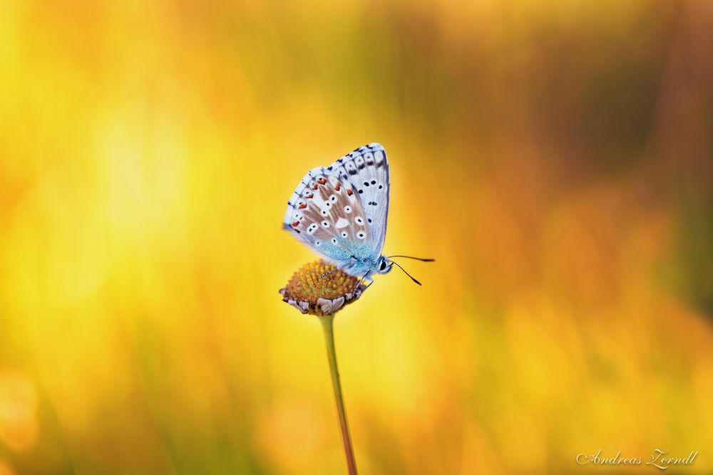 Bläuling auf Sommerwiese