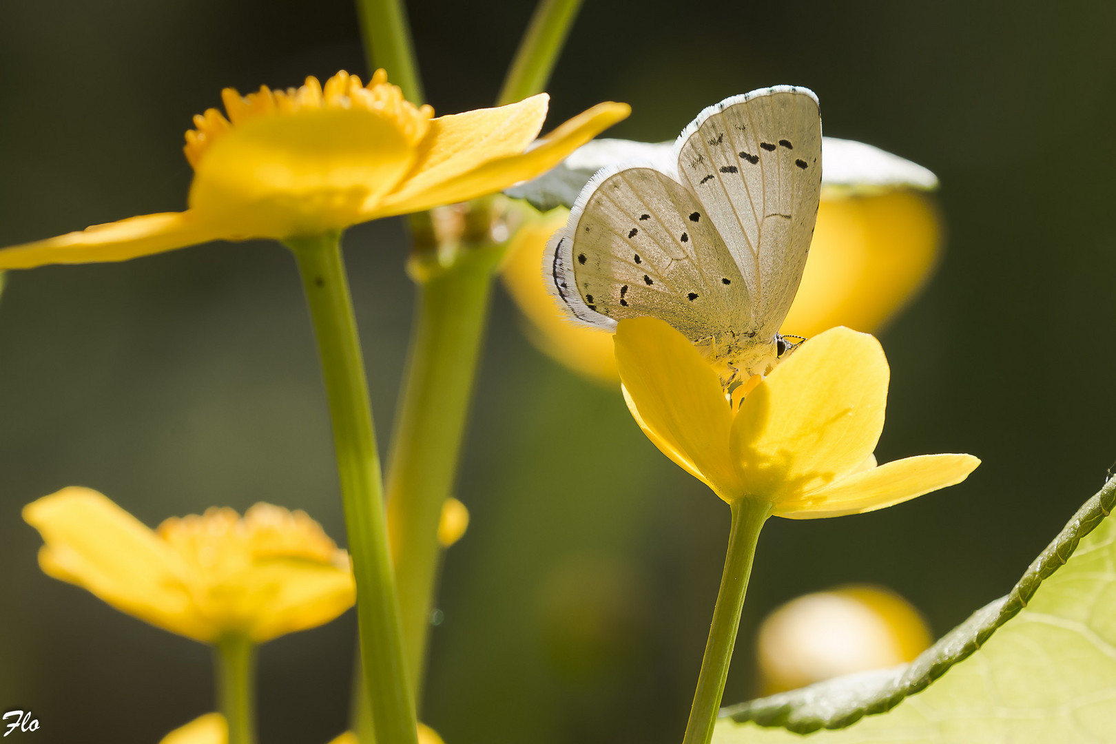 Bläuling auf Sumpfdotterblume