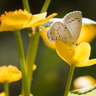 Bläuling auf Sumpfdotterblume