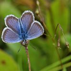 Bläuling auf vertrockneter Blüte