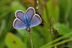 Bläuling auf vertrockneter Blüte