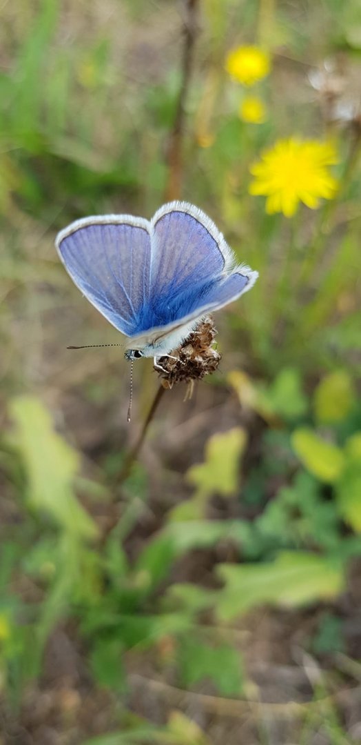 Bläuling auf Wanderschaft 