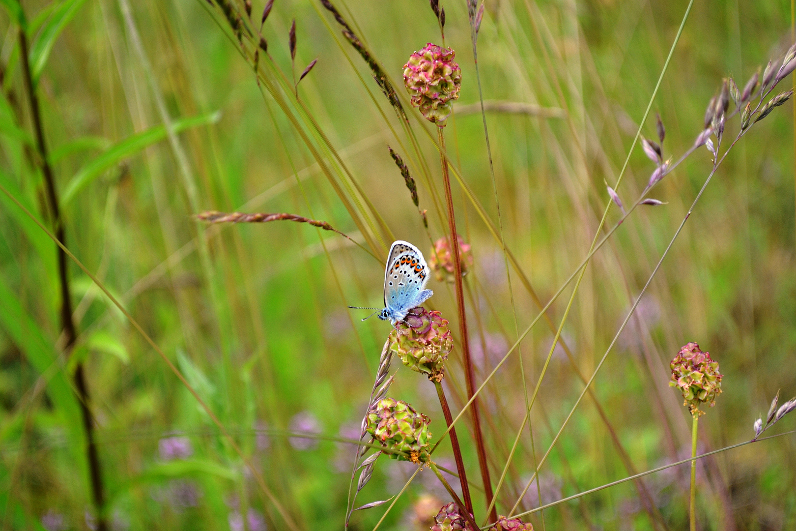 Bläuling auf Wiesenknopf