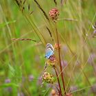 Bläuling auf Wiesenknopf