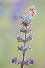 Bläuling auf Wiesensalbei