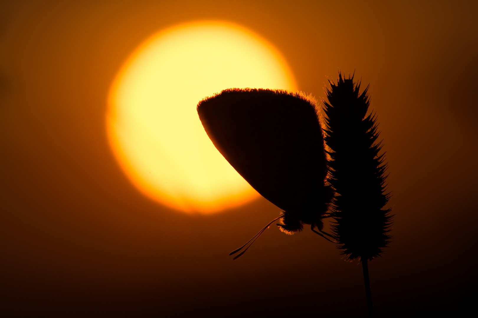 Bläuling bei Sonnenaufgang