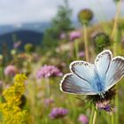 Bläuling Böllat Burgfelden