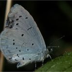 Bläuling / Celastrina argiolus