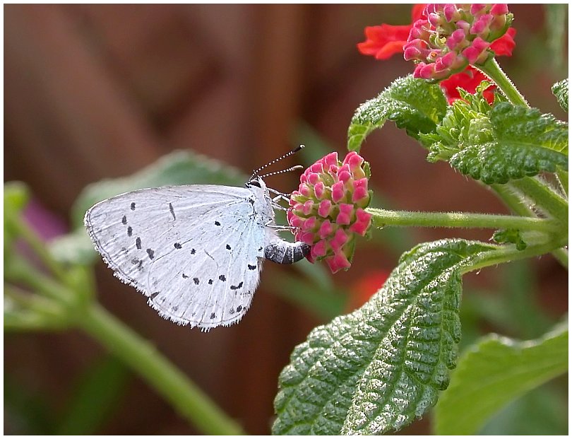 Bläuling (Celastrina argiolus) bei der Eiablage