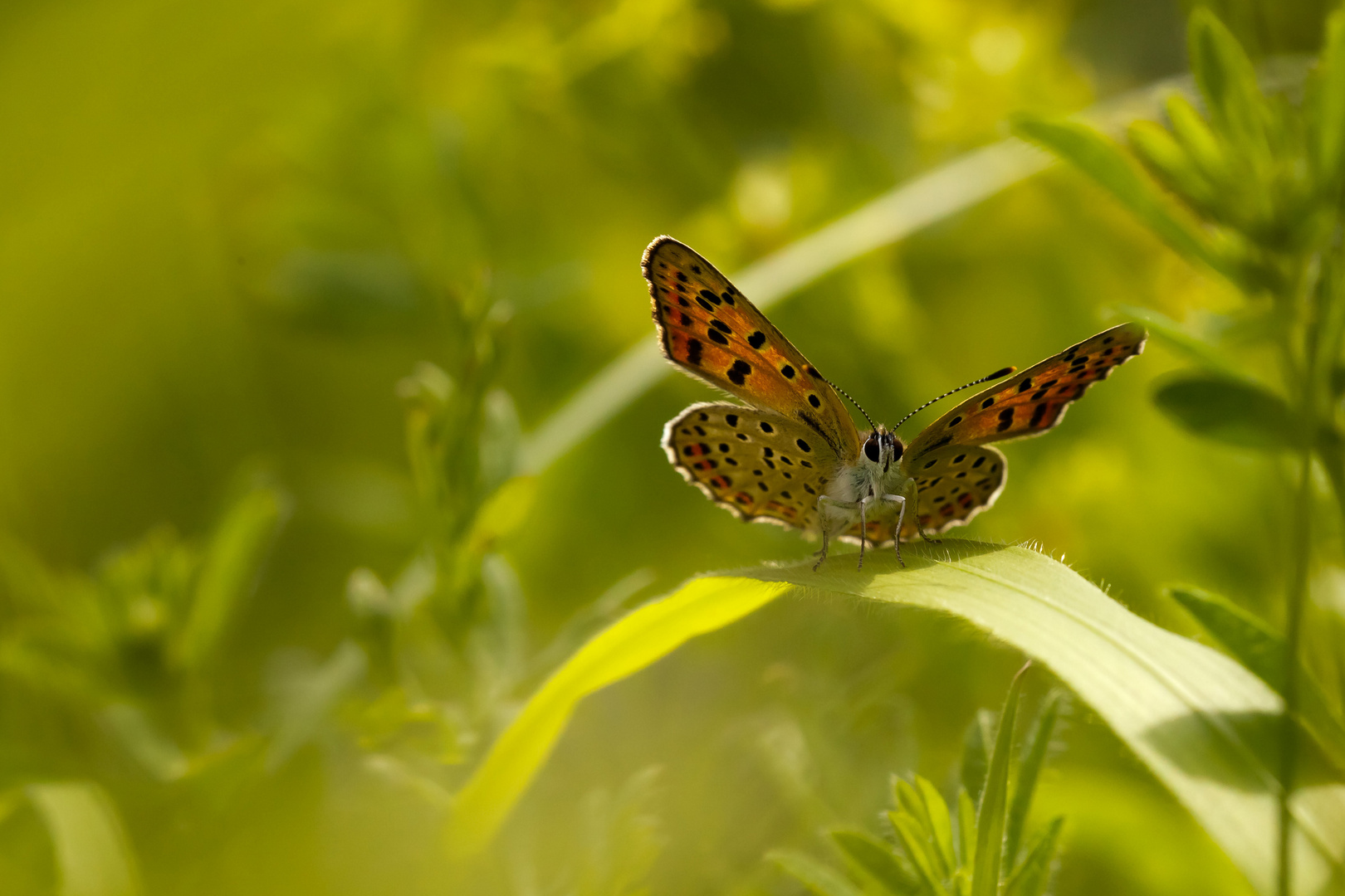 BLÄULING, COMMON BLUE, POLYOMMATUS ICARUS